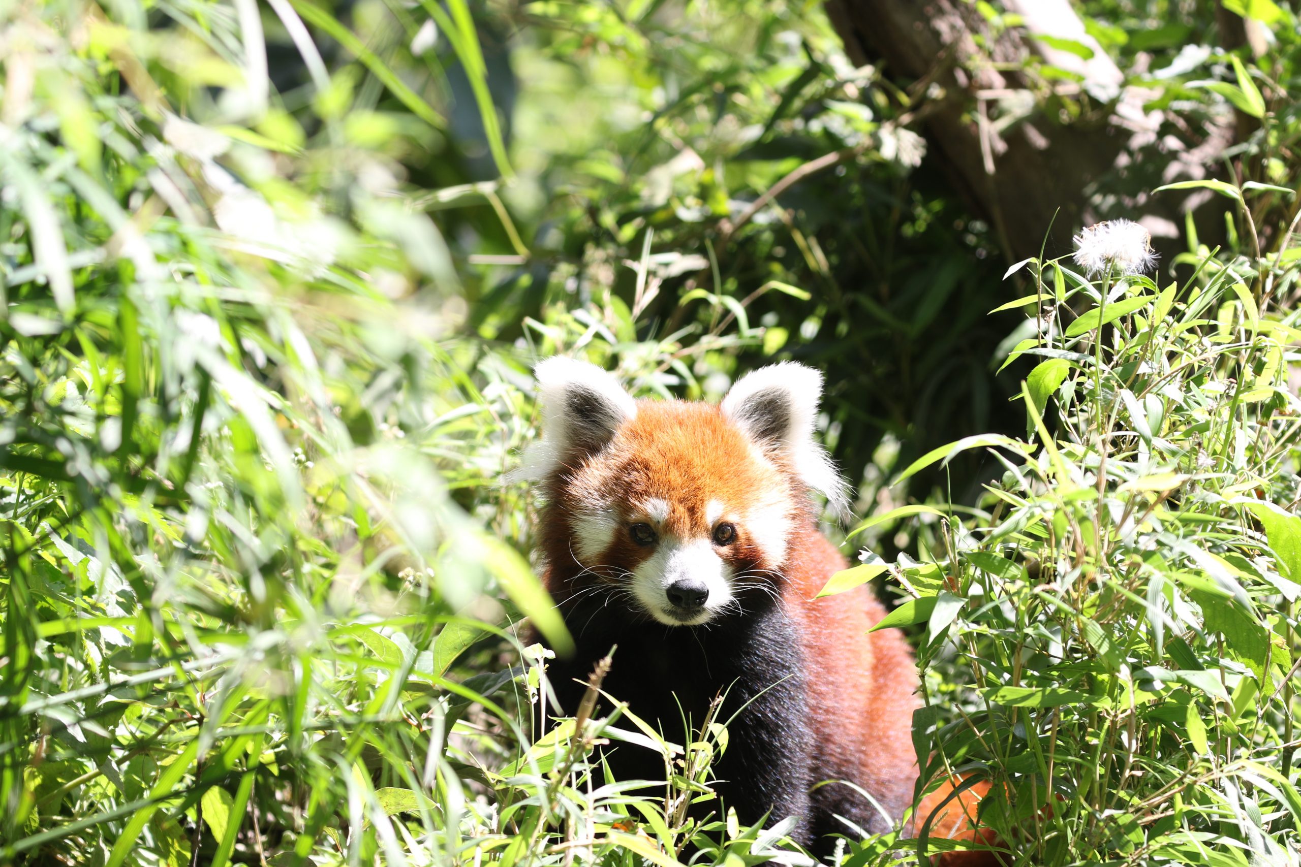 Savoirs traditionnels et pratiques coutumières durables pour la conservation du panda roux en danger à Ilam, au Népal