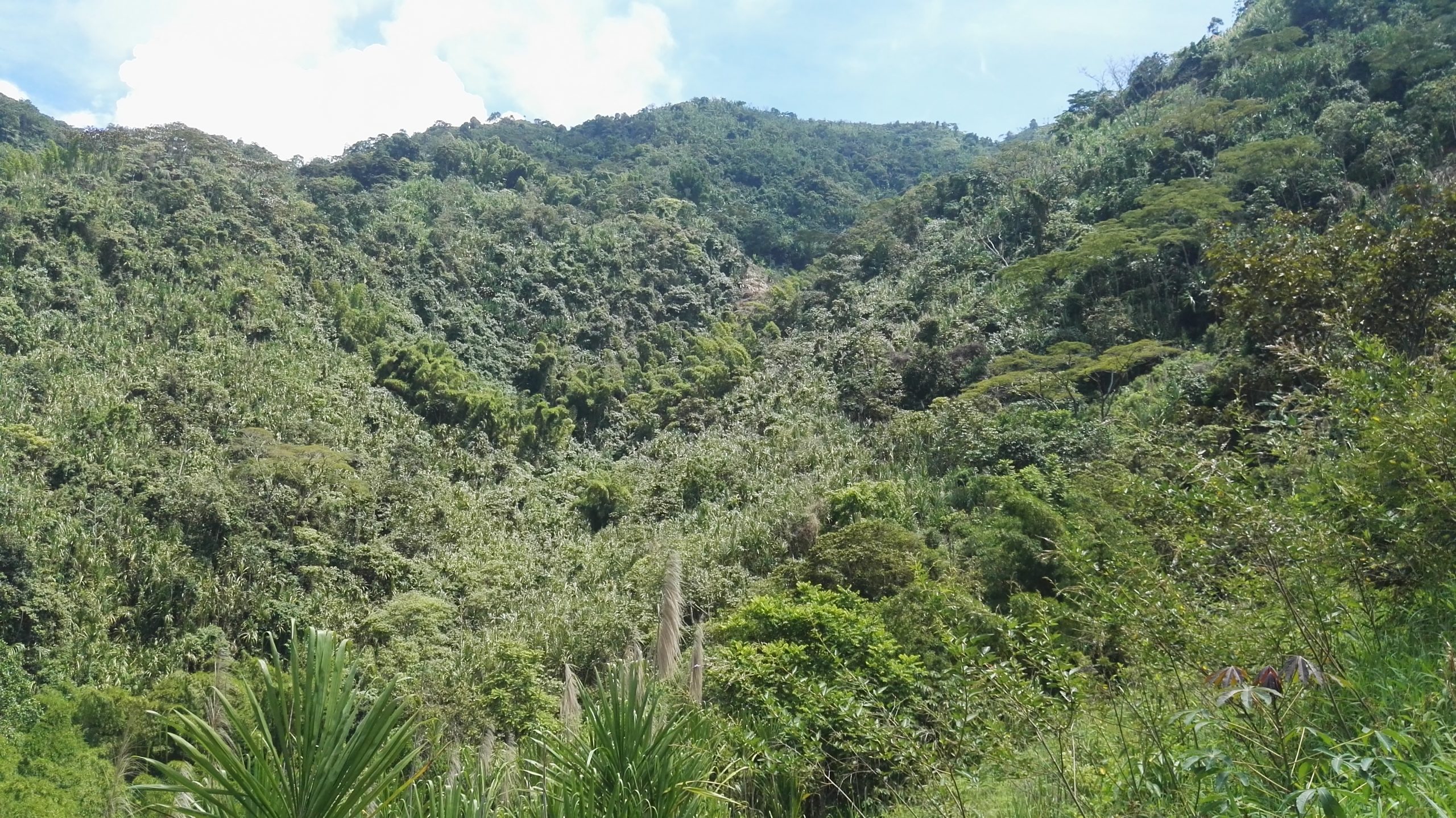 Restaurando y reforestando el Resguardo Indígena Cañamomo Lomaprieta, Colombia