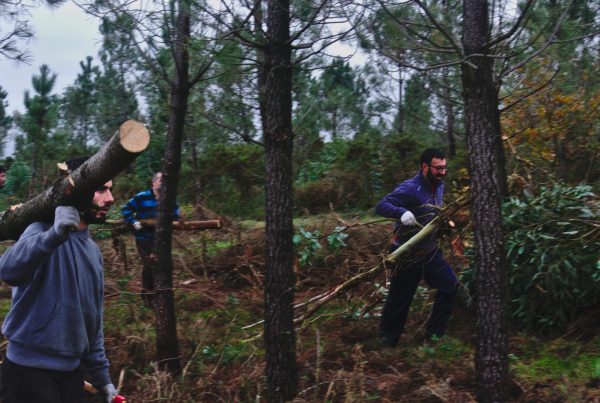 Restoring the woodland. Credit: Verdegaia