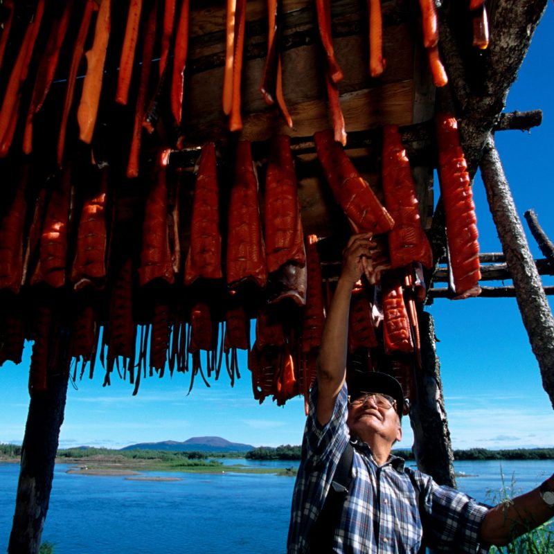 Drying salmon in Alaska, an activity impacted by changing weather conditions that are now not aligning with traditional harvesting times. Credit: Karen Kasmauski.