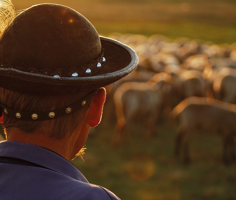 A shepherd watches his flock