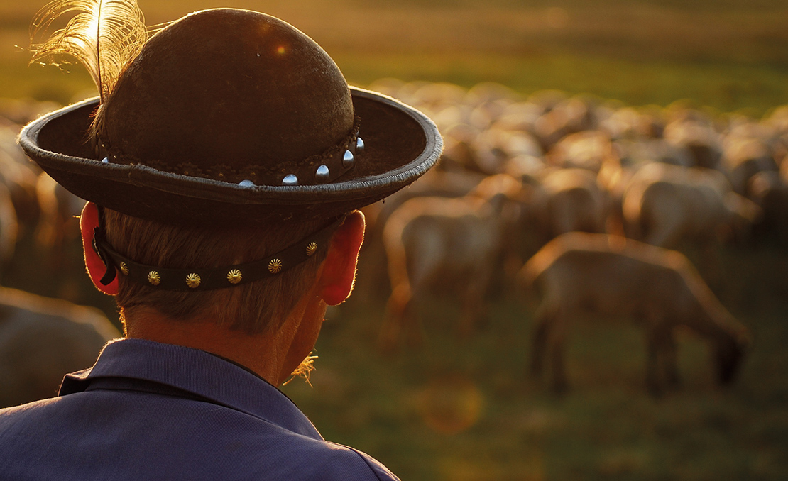 Los pastores tradicionales son necesarios para salvaguardar la biodiversidad de los pastizales ricos en especies en Europa Central