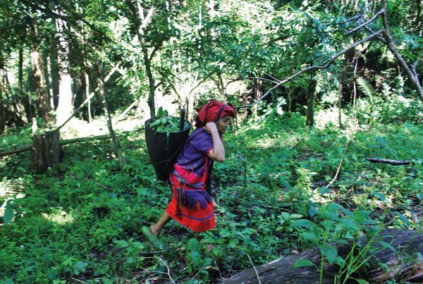 Une femme cueillant des plantes