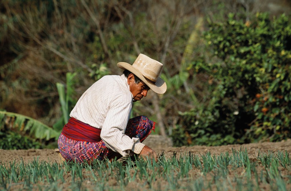 Kaqchikel farmer tending to his crops. Credit: Latitude Stock.