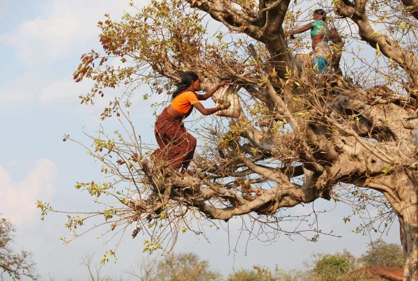Baiga women collecting leaves. Credit - ephotocorp