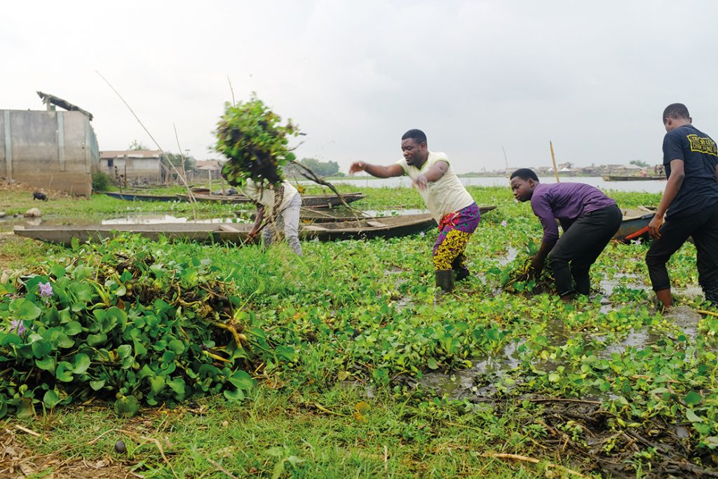 Clearing water hyacinth from the lake. Credit: © Sébastien Roux/Reporterre.