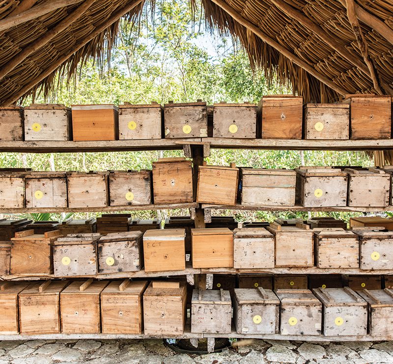 Beehives in a Mayan community in Mexico. Credit: Alessandro Banchelli.