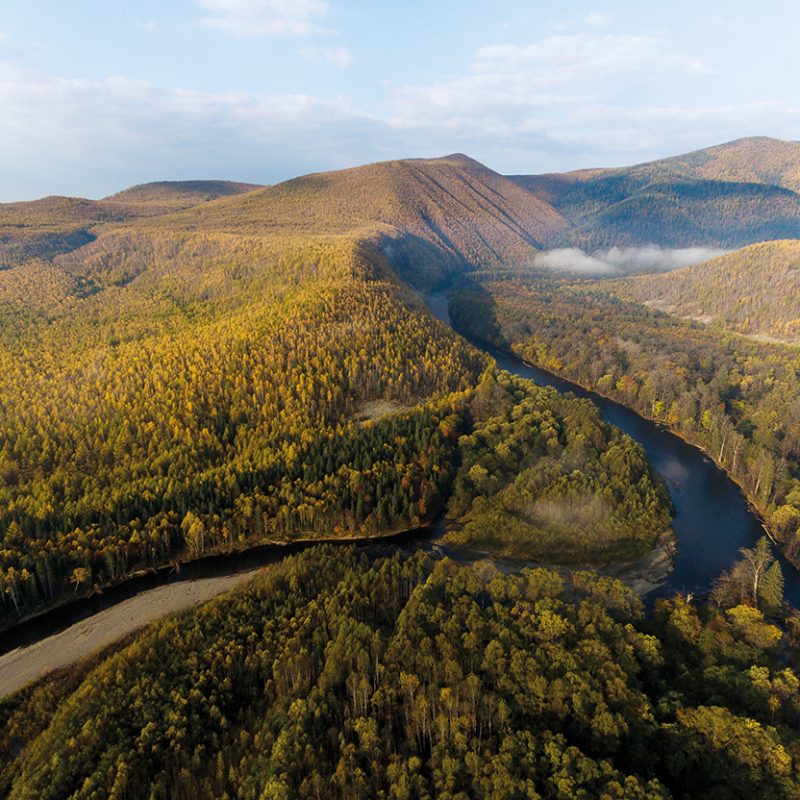 Created in 2015, Bikin National Park is is the largest protected virgin forest in Eurasia’s pre-temperate zone. Credit: Dilbara Sharipova.