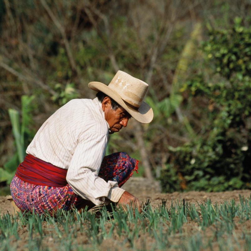 man tending to crops