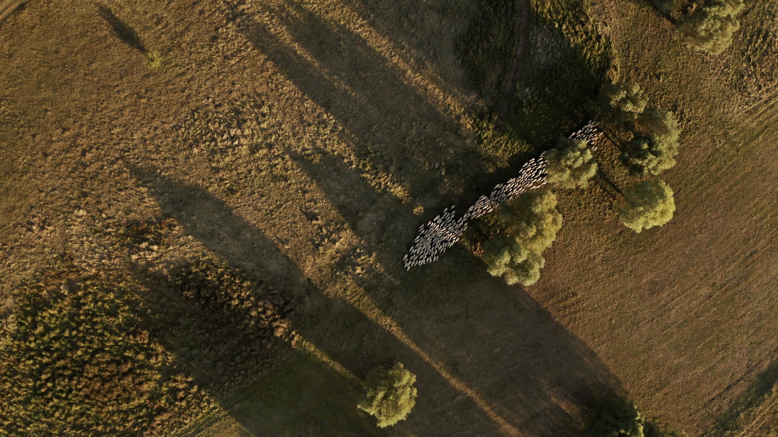 drone footage of sheep shadows