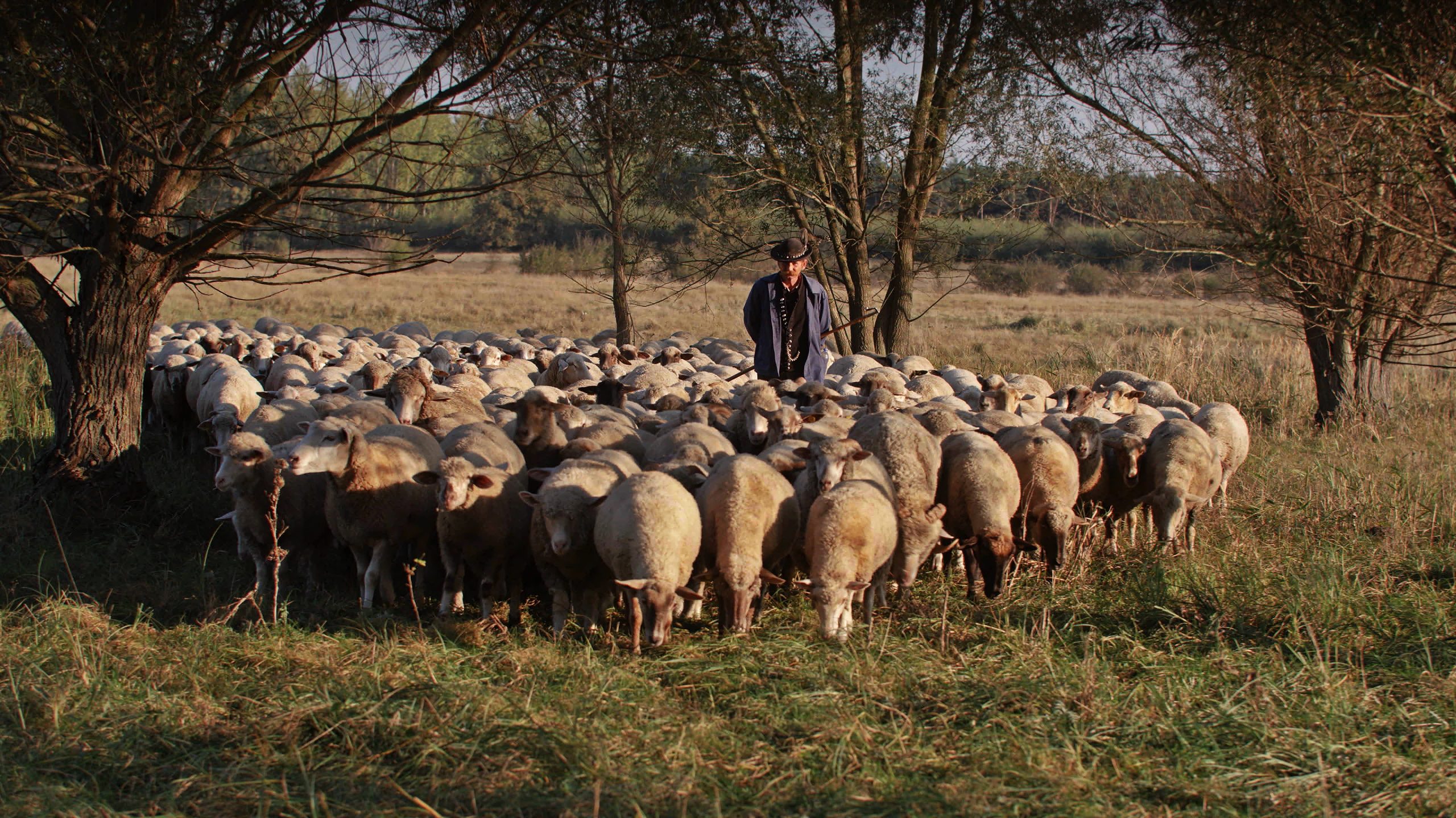 LAszlo and sheep