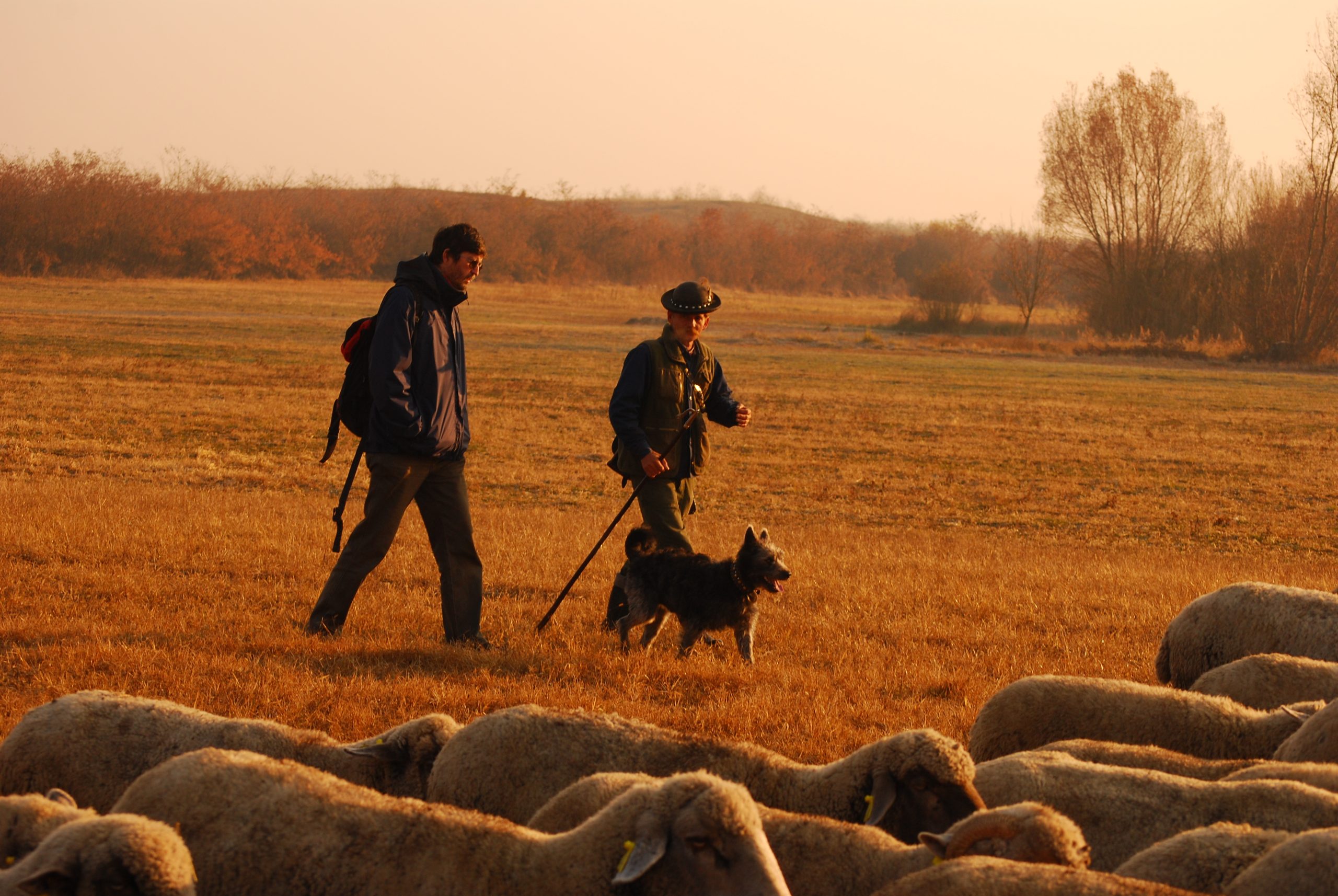 two men walking in a field with sheep