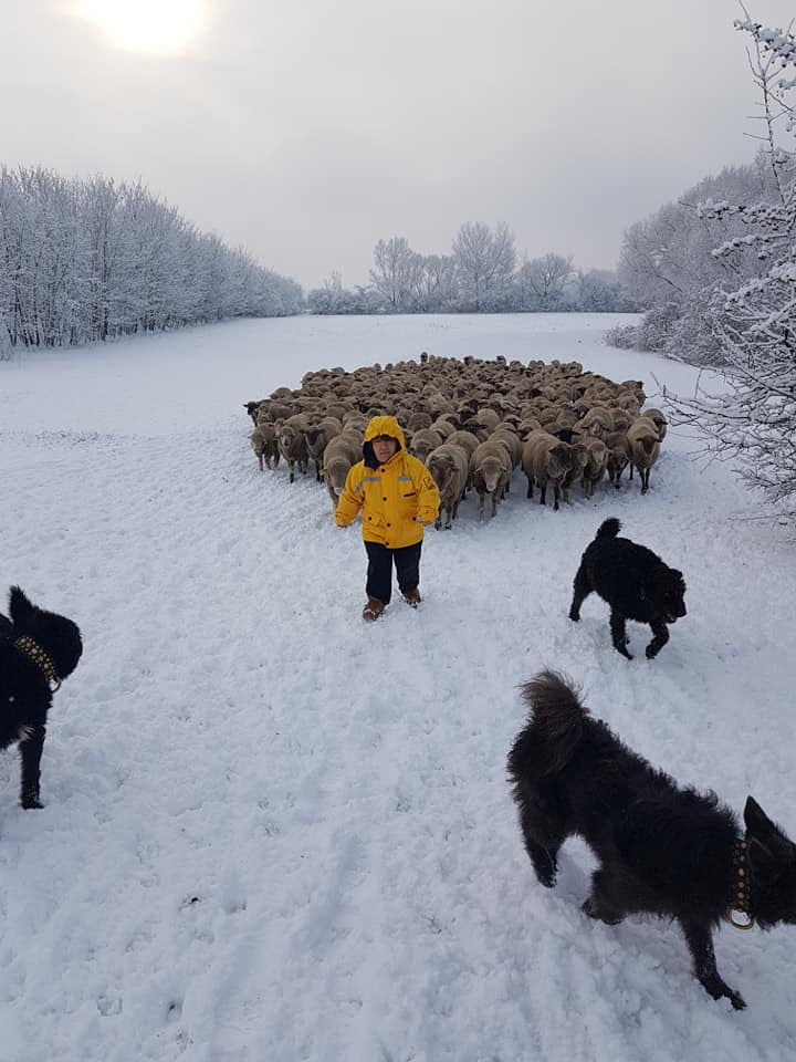 ibolya herding in the winter