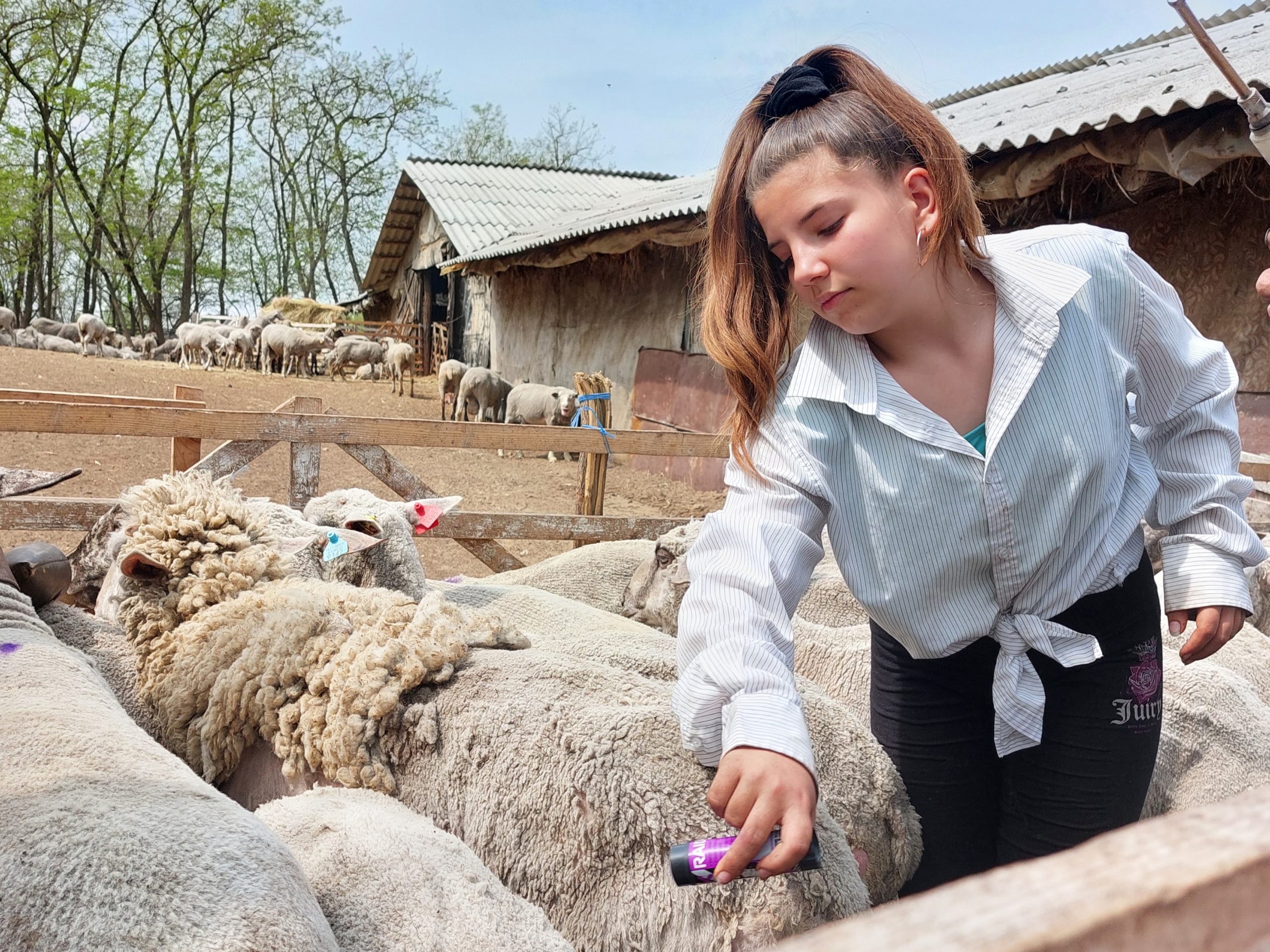 ibolya marking sheep