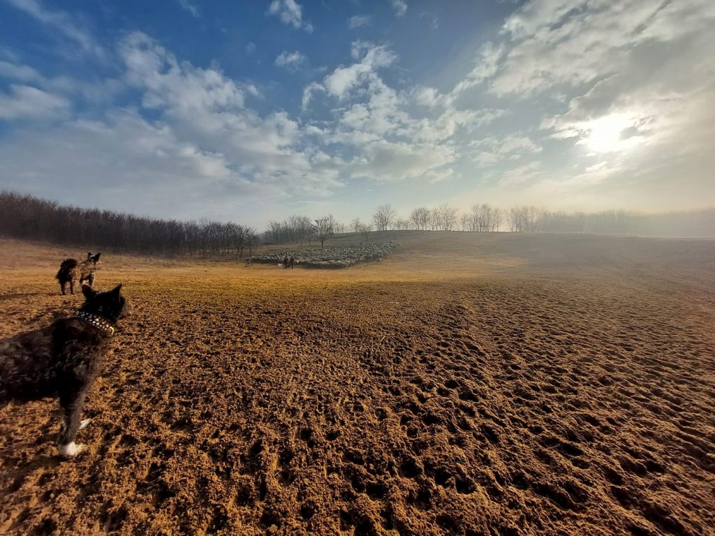 landscape with dogs