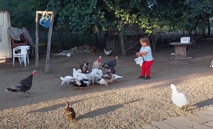 woman feeding ducks and chickens on a farm