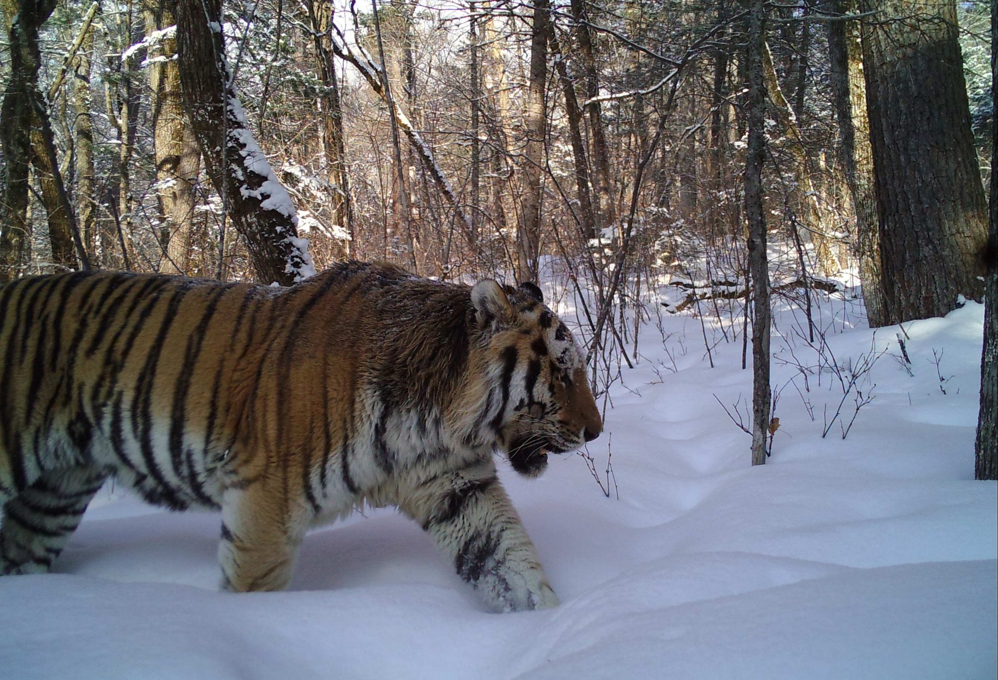 How an indigenous group in Far-East Russia fought to protect their ...