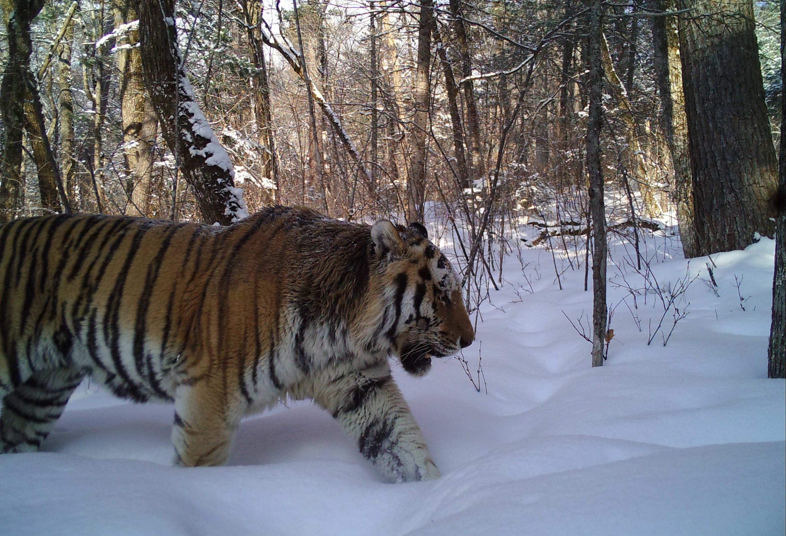 Siberian Amur tiger walking in snow