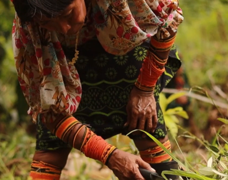 woman cutting crops