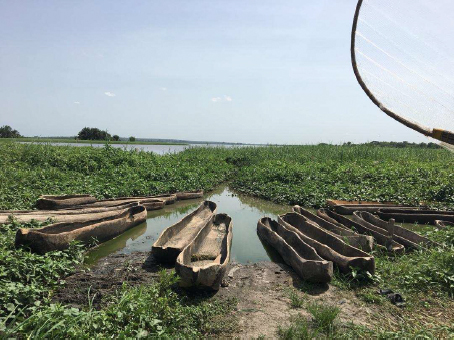 canoes on water covered with water hyacinth