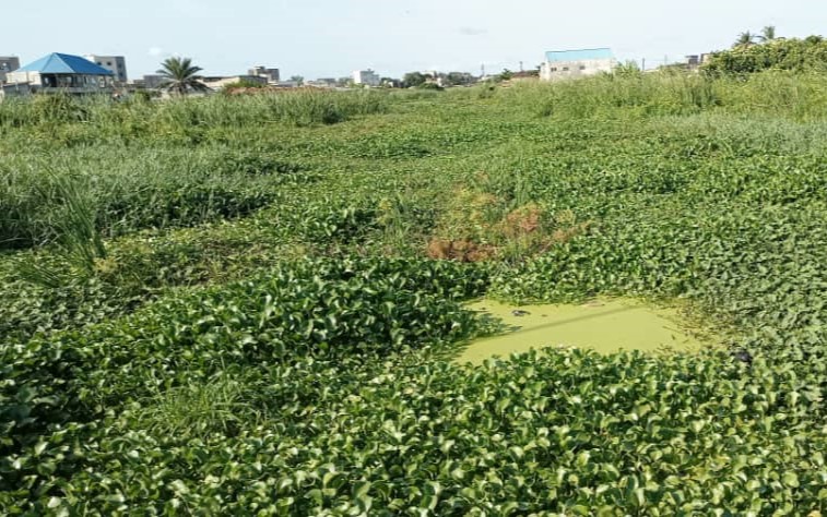 water hyacinth