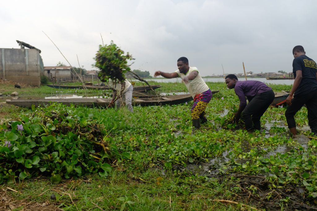 people picking water hyacinth
