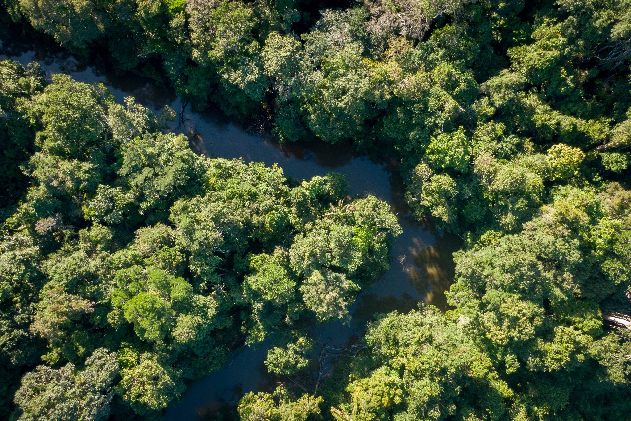 Protection de la conservation communautaire du wiizi des Wapichan au Guyana