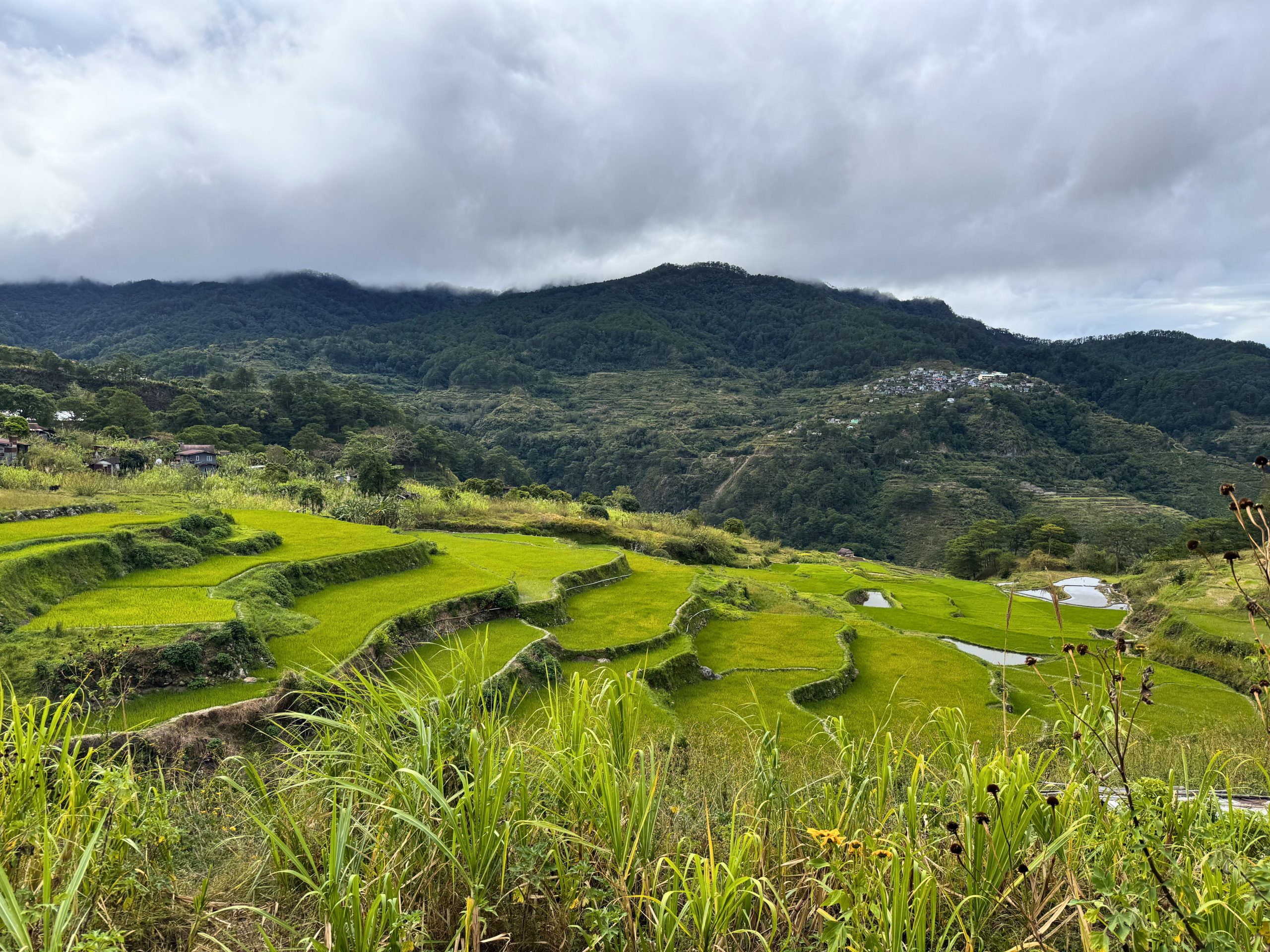 Protected: Revitalising indigenous food systems in Besao, Mountain Province, the Philippines