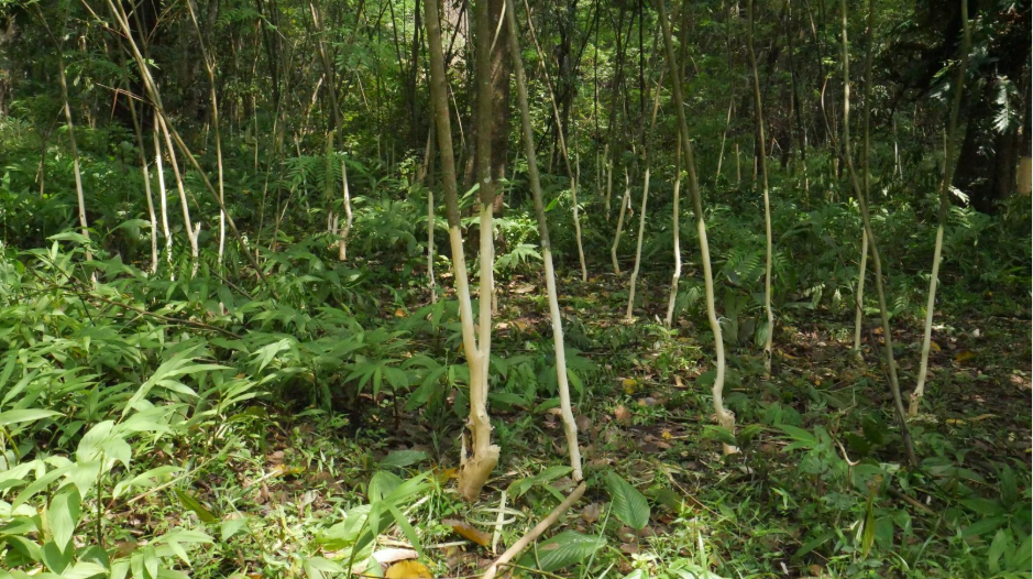 Regeneration of native species on the forest floor after removal of invasive Senna spectabilis