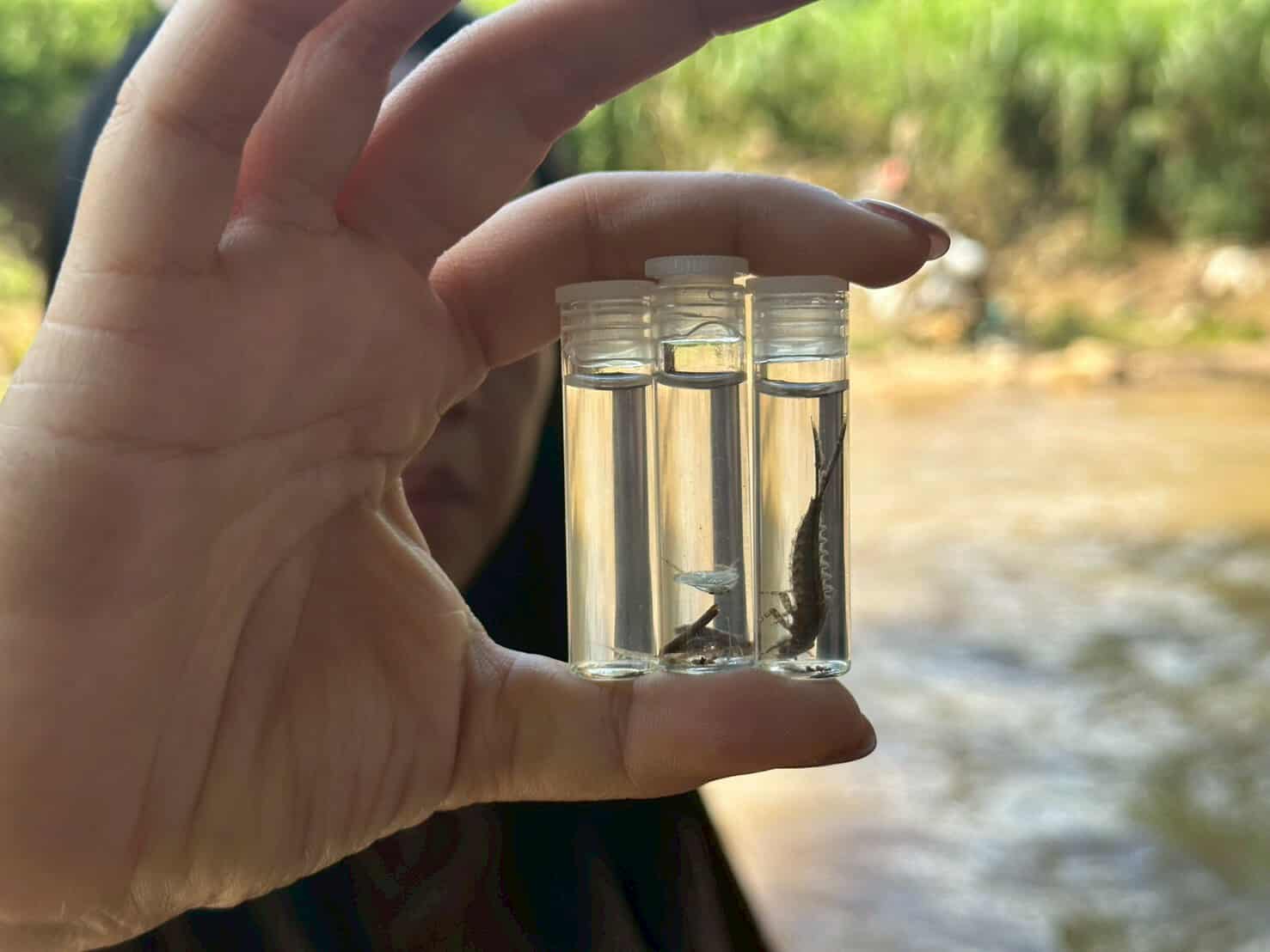 Aquatic insect larvae indicates the source of food for the small fish
