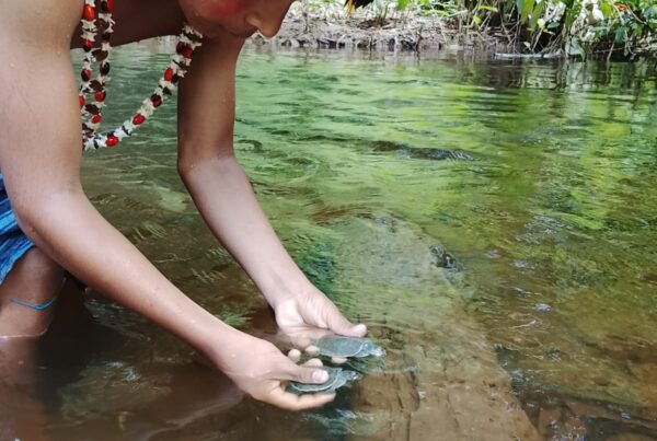 A Wampis boy with taricaya hatchlings