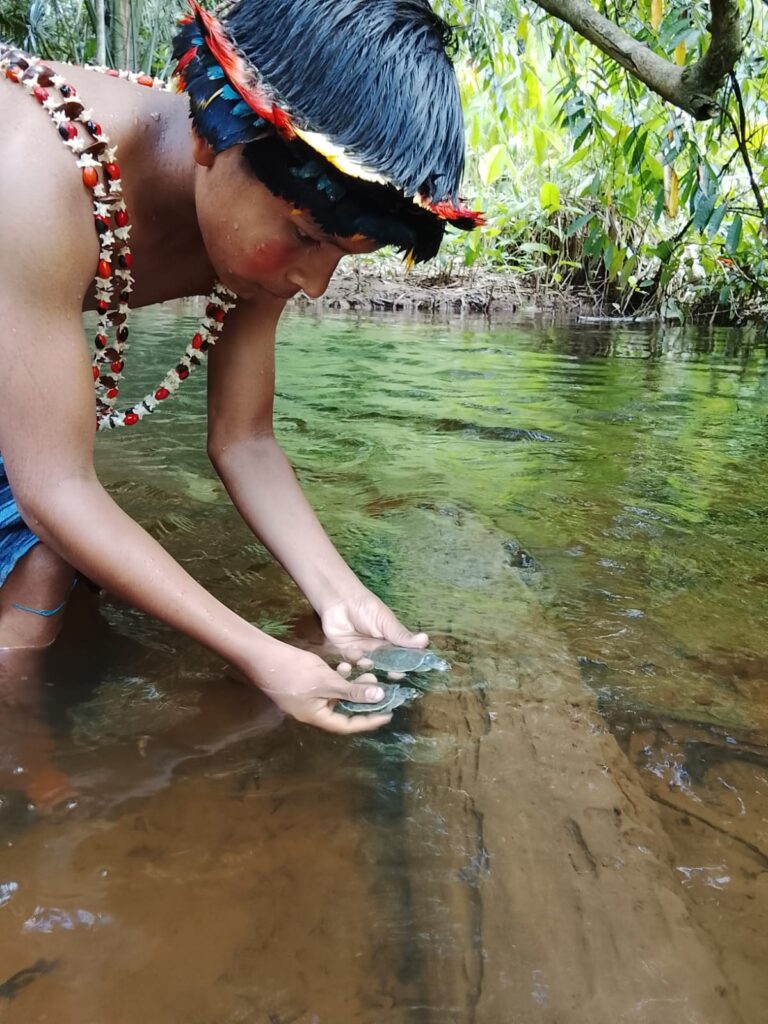 A Wampis boy with taricaya hatchlings