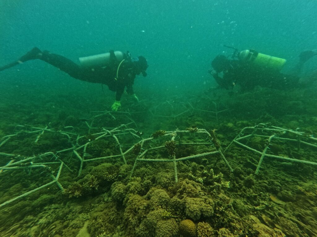 Un grupo de buzos de la comunidad de Kampung Tajau Lat realiza trabajos de mantenimiento de Reef Star en el área de restauración de Karan. Esta iniciativa garantiza que el crecimiento de los corales se mantenga saludable, al tiempo que fortalece el ecosistema marino y protege nuestra biodiversidad marina