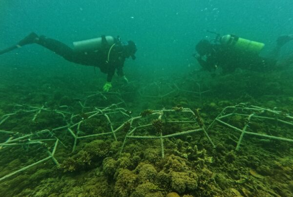 Un grupo de buzos de la comunidad de Kampung Tajau Lat realiza trabajos de mantenimiento de Reef Star en el área de restauración de Karan. Esta iniciativa garantiza que el crecimiento de los corales se mantenga saludable, al tiempo que fortalece el ecosistema marino y protege nuestra biodiversidad marina