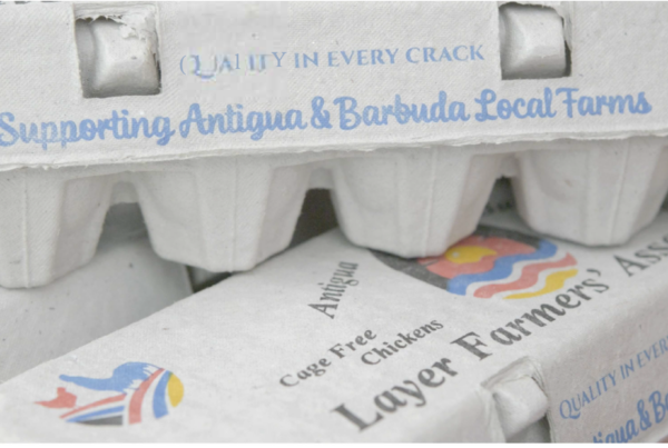 Eggs produced by the Five Islands Organic Egg Farm