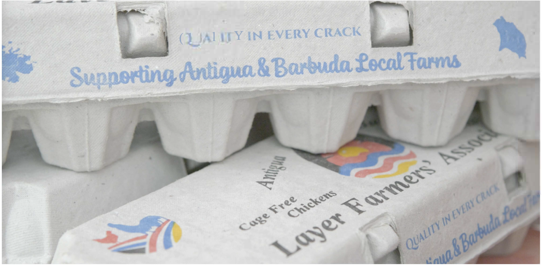 Eggs produced by the Five Islands Organic Egg Farm