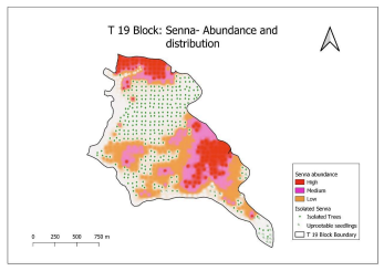 Abundance of invasive Senna spectabilis in the Tholpetty range