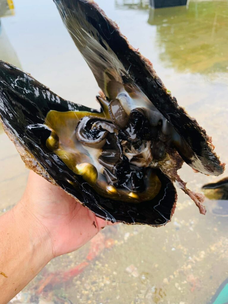 Una ostra madurada, recién recogida de la cesta colgante