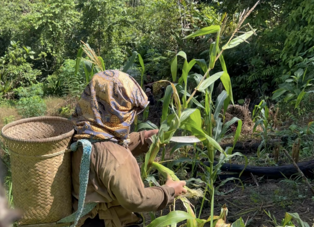 A Dusun woman tending her crop