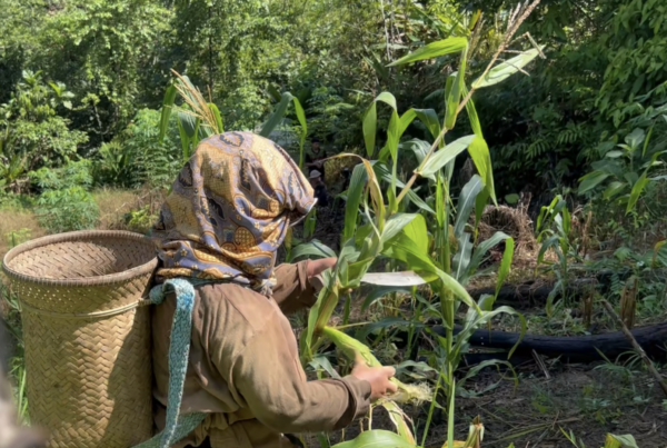 A Dusun woman tending her crop