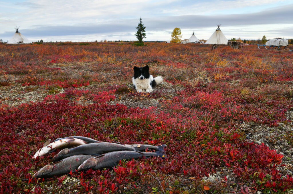 A dog rests beside a fresh catch of grayling at a Nenets camp on the Yamal Peninsula, Russia