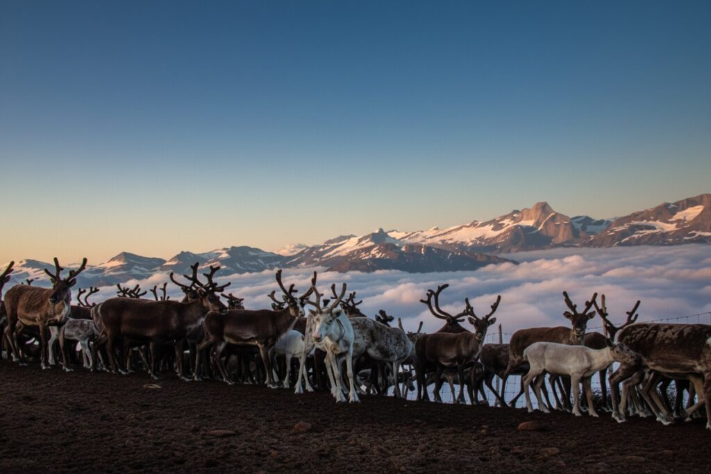 Álddut, las hembras de reno que marcan el ritmo de la manada, en la zona de pastoreo de renos de Frostisen, en Sápmi (Noruega)