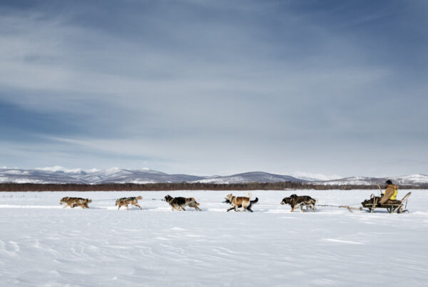 Dog sled race in Kamchatka