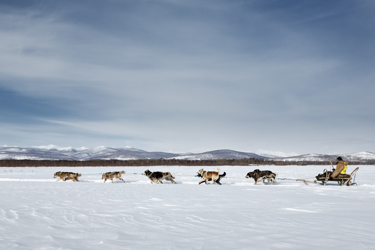 Dog sled race in Kamchatka