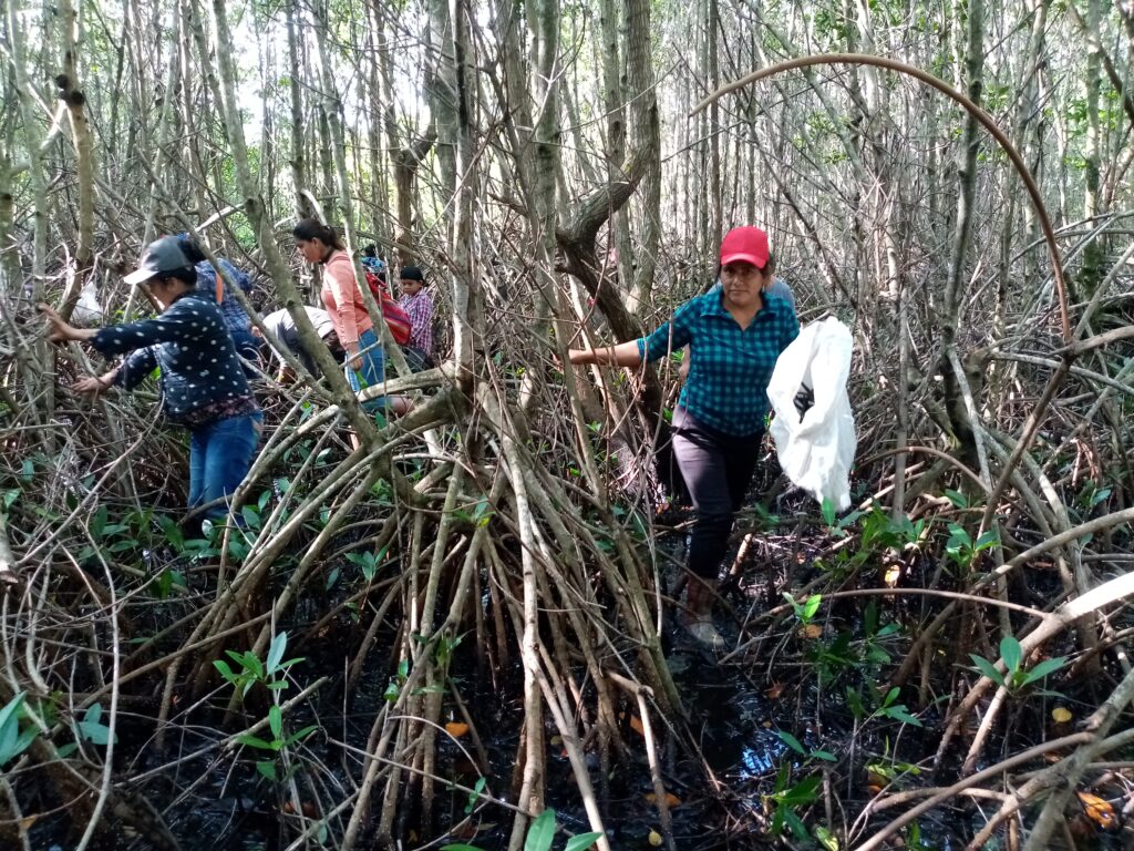 Mujeres de la comunidad recolectan semillas de mangle rojo para reforestación comunitaria