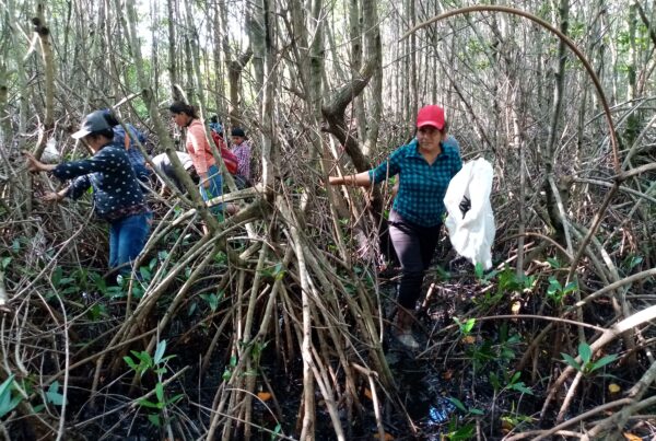 Mujeres de la comunidad recolectan semillas de mangle rojo para reforestación comunitaria