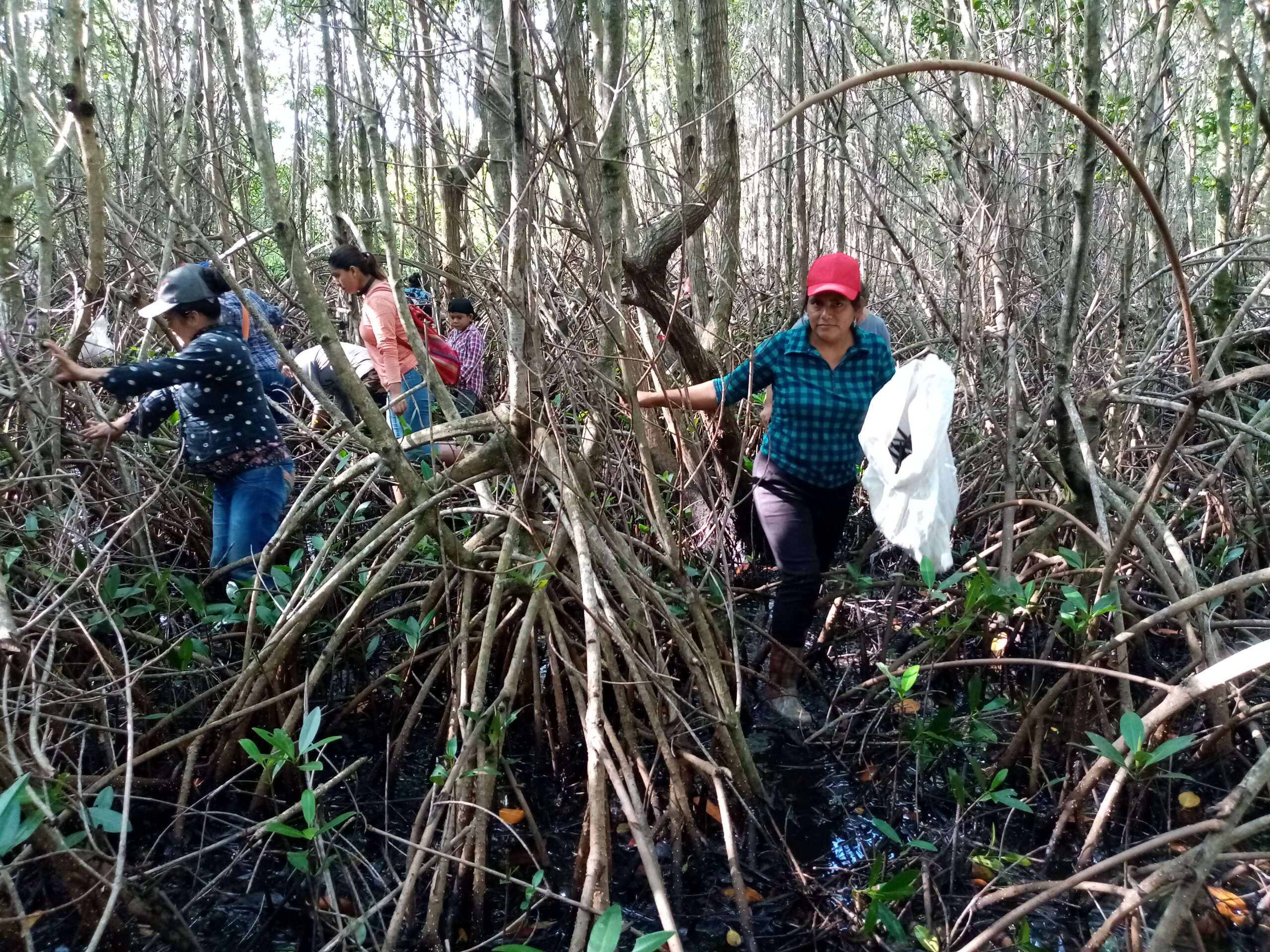 Mujeres de la comunidad recolectan semillas de mangle rojo para reforestación comunitaria