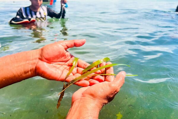 Seagrass beds in the Gunayala region