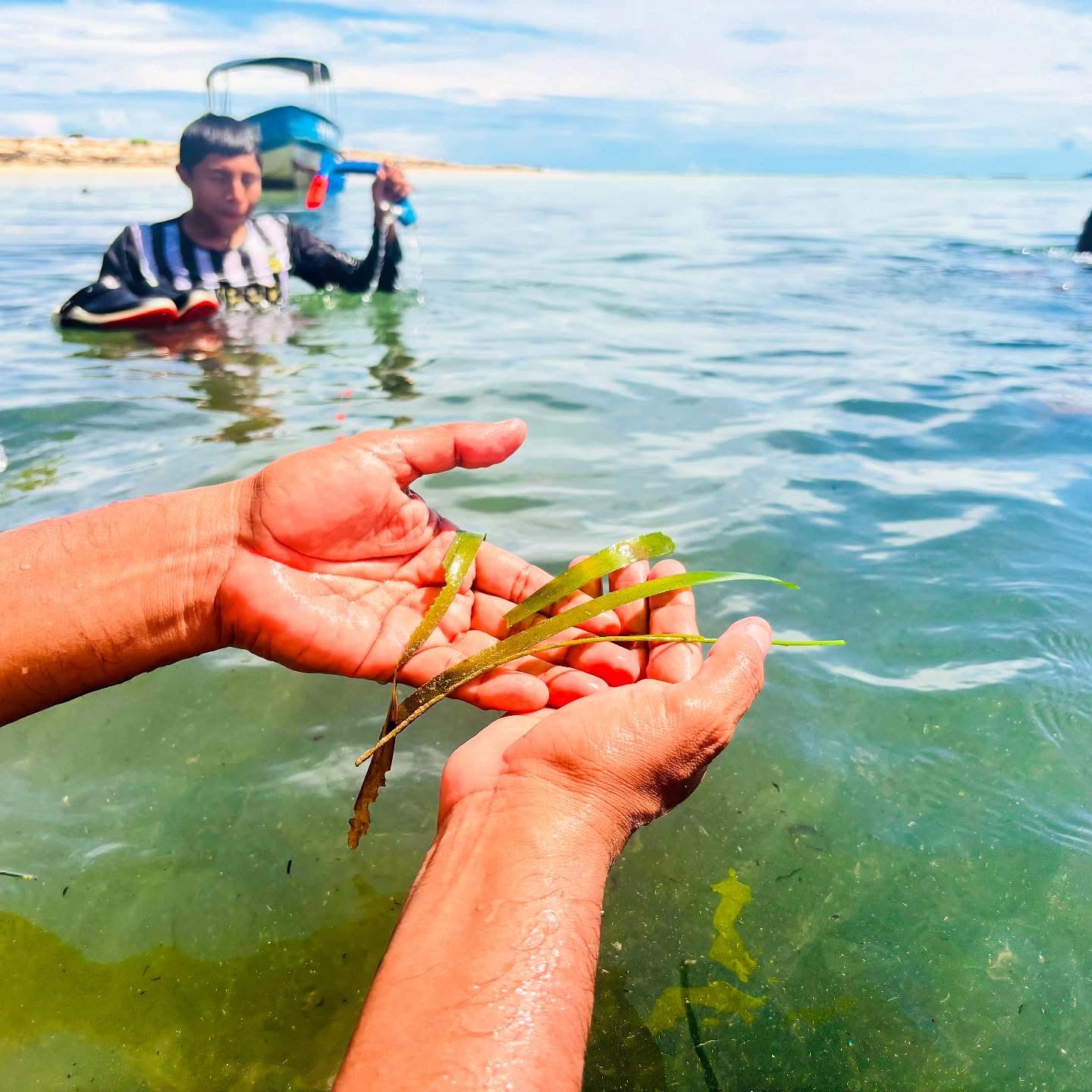 Seagrass beds in the Gunayala region