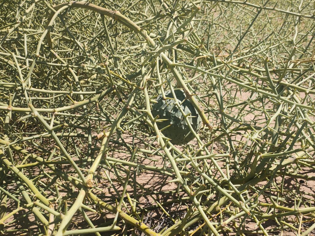 The !Nara desert melon, a plant that has accompanied the life and destiny of the ǂAonin clan for countless generations